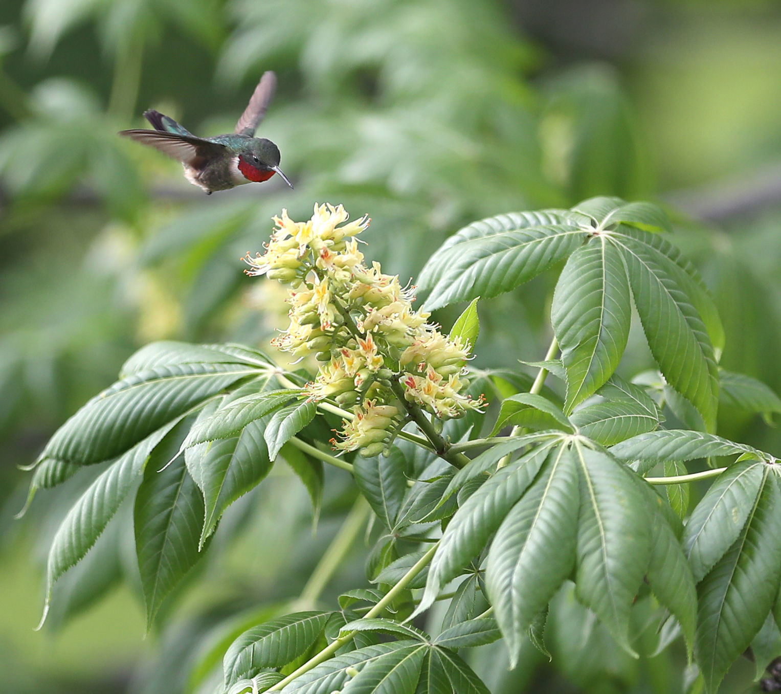 051120bp-wild-art-hummingbird